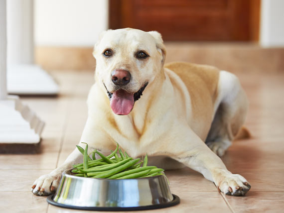 can dogs eat italian green beans